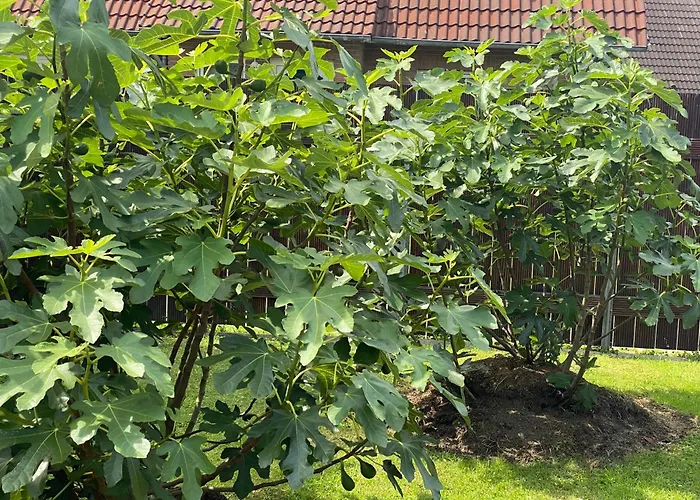 Ankerweg An Der Seehundstation Lägenhet *